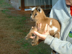 babydoe.jpg