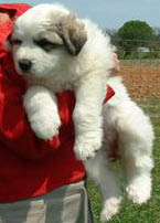 puppy_edited.jpg